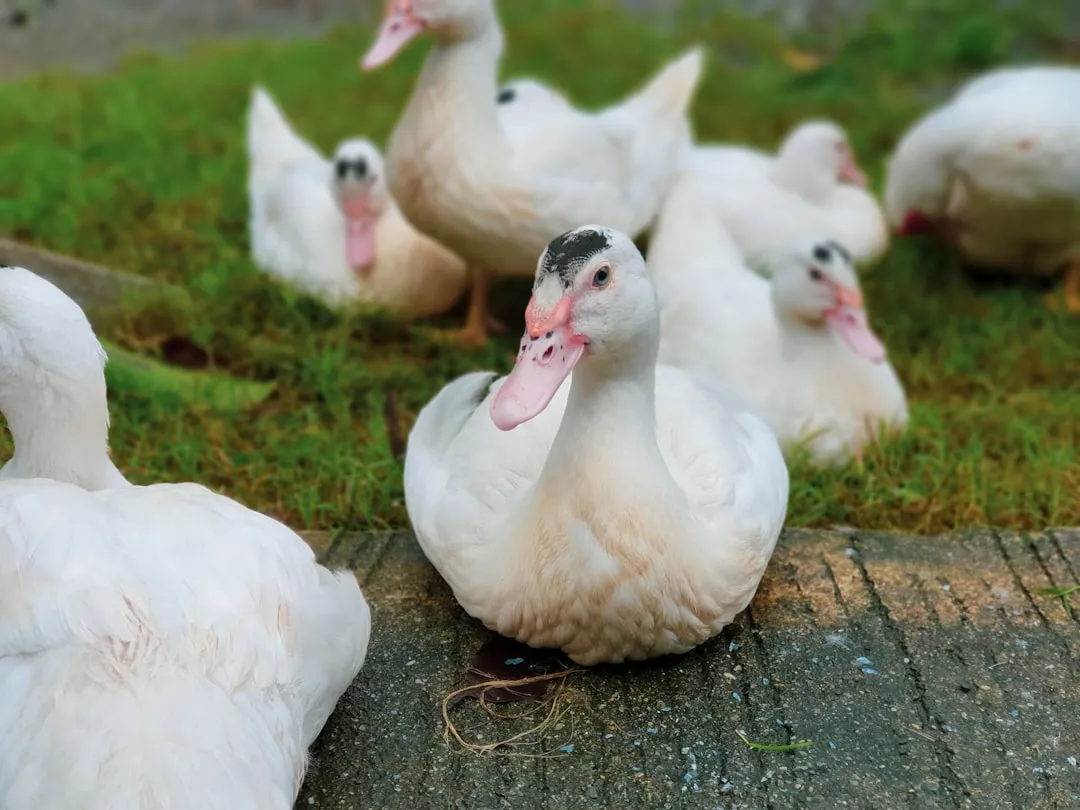 2025年加拿大移民政策重大调整与签证办理实务解读
